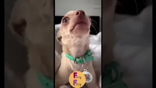 Funniest TikTok Animal Videos 2023 #104 🤣🤣 #shorts #youtubeshorts #funny #memes #cat #funnyvideo