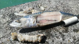 FISHING BRIGHTON MARINA EAST ARM - FUN DAY WITH A FEW FISH THROWN IN! (SEA FISHING UK)