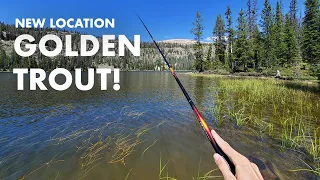 Catching Golden Trout in a New State! (Tenkara Fly Fishing)