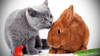 Funny dog, cat and rabbits video