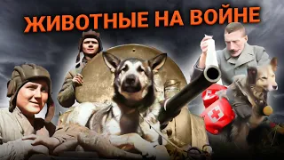 Животные на войне. Документальные летописи войны