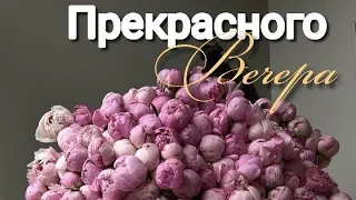 Желаю доброго вечера и приятного отдыха 💙💜