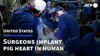 US surgeons successfully implant pig heart in human | AFP