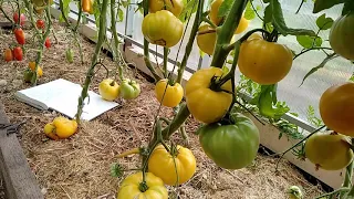 Обзор новых сортов томатов в теплице сезона 2019   🍅🍅🍅