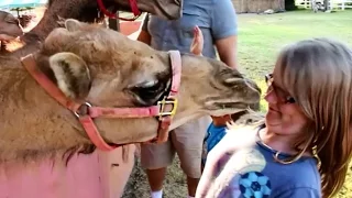 Смешные верблюды играют с детьми. Funny camels play with kids. Valentina Ok. LifeinUSA. жизнь в США.
