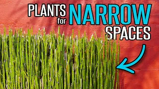 Plants for Narrow Planter Spaces | Garden Tips