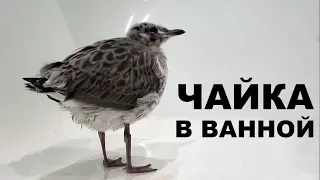 Первое купание чайки Чуи в ванной