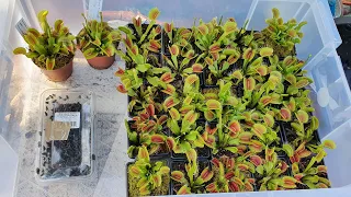 Releasing 100+ flies into a tub full of Venus Flytraps [Feeding Frenzy]