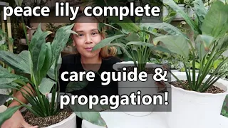 PEACE LILY COMPLETE CARE GUIDE AND PROPAGATION! || Tamang Pag-Aalaga Ng Peace Lily Plant