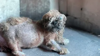 Kicked out while pregnant, blind mama dog collapsed after days of being ignored