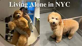 Home Alone| Puppy's first teddy bear haircut, eating out in NYC, sushi, high tea