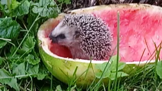 baby hedgehog eating watermelon