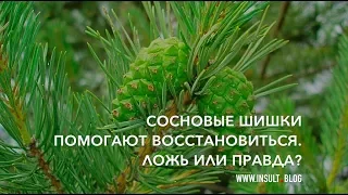 Сосновые шишки помогают восстановиться после инсульта. Ложь или правда?