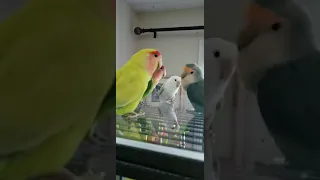 Lovebird talking to each other 7-19-21