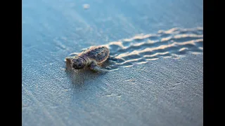 Baby Sea Turtles Hatching at the Beach in Jupiter Florida