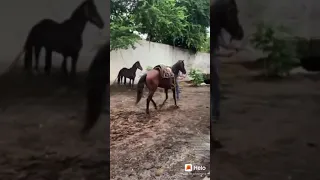 Como se botar cavalo para marchar