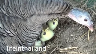 Momma Turkey and her newly hatched baby ducks.