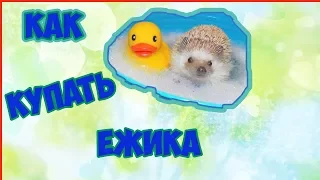 Как купать ежика