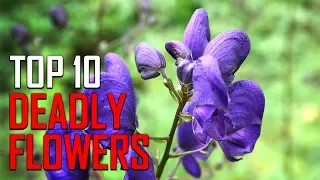 Top 10 Pretty Flowers That Can Kill You