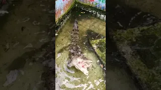 Feeding Crocodile a Chickens