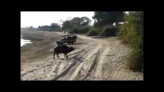 Animal Attack - Buffalo vs Lion | Rhino Africa