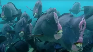 What Does a Humphead Parrotfish Eat? | Blue Planet | BBC Earth