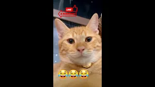 Funny Animals Videos 2022 😸😸😹 #shorts #animals #funny