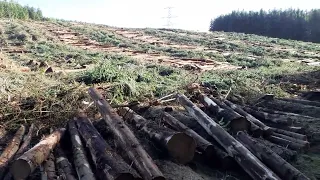 Clear-fell Site After Harvesting. Scottish Forestry 2022.