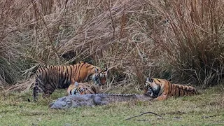 Riddhi makes a Kill of big marsh crocodile 🐊 What a fantastic sighting of a tiger  V/s crocodile