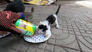Very hungry kitten on street