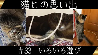 【猫との思い出】#33 いろいろ遊び【キジトラ編】【Memories with cats】Various Play【brown tabby】