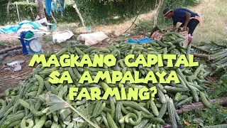 MAGKANO ANG CAPITAL SA AMPALAYA FARMING? KELAN MO SASABIHIN BAWI KANA? BEGINNERS GUIDE AT REALTALK