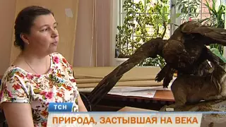 Пермякам покажут столетние чучела животных на новой выставке в краеведческом музее