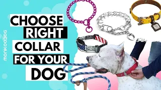 How to choose right COLLAR for your dog. Pros and Cons EXPLAINED.