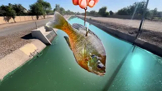 Fishing w/ LIVE BLUEGILL for Urban Canal MONSTERS! (Nonstop)