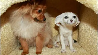 Domestic fox fennec fox playing with dog