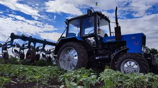 Окучуваня соняха під Гранстар МТЗ 82