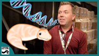 Talking Genetics and Overfeeding Snakes with Dr. Warren Booth | Ep.240
