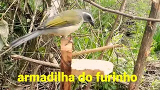 pegando pássaros na armadilha do furinho