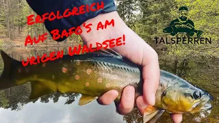 Erfolgreich auf Bachforellen am urigen Waldsee!