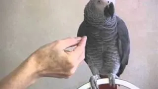 Learning to talk on cue! - Einstein the Talking Texan Parrot