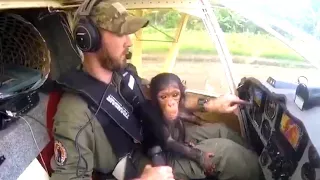 Rescued Chimp Is Eager Co-Pilot in Flight to Sanctuary