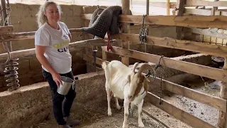 ELA TIRA O LEITE DAS  CABRAS E FAZ QUEIJO