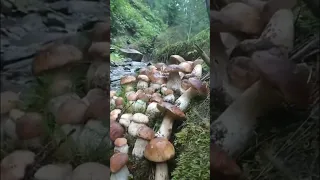 Foraging porcini mushrooms and travelling from the uk to Romania  to find a absolute haul by a river