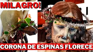 MIRACLE: CHRIST'S CROWN OF THORNS BLOOMS IN A CHURCH IN ITALY. SUBTITULOS EN ESPAÑOL.