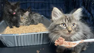 Kitten rescue: winter floofs in Brooklyn