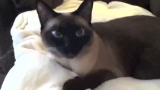 Smart Siamese Cat knows a lot of words