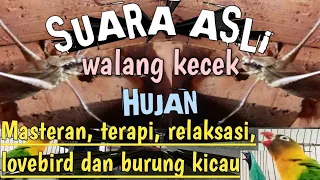 MASTERAN suara walang kecek disertai hujan