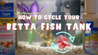 HOW TO CYCLE A BETTA FISH TANK | easy