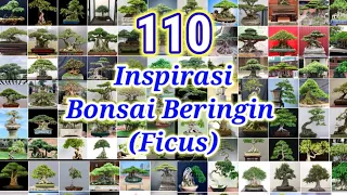Inspirasi Bonsai Beringin (bonsai ficus)